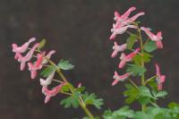 Corydalis solida ssp transsylvanica 'Rosa Auslese' Corydalis solida ssp transsylvanica 'Rosa Auslese' (7028_0.jpg)