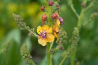 Verbascum 'Clementine' Verbascum 'Clementine' (7444_0.jpg)