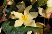Begonia boliviensis 'Million Kisses Honeymoon' (7456_0.jpg)