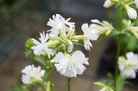 Saponaria officinalis 'Betty Arnold' Saponaria officinalis 'Betty Arnold' (7611_0.jpg)