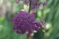 Angelica gigas Angelica gigas (7826_0.jpg)