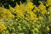 Ligularia tangutica Ligularia tangutica (7889_0.jpg)