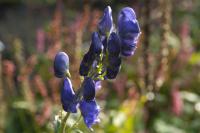 Aconitum carmichaelii 'Arendsii' Aconitum carmichaelii 'Arendsii' (7963_0.jpg)