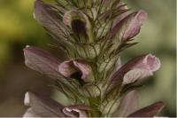 Acanthus hungaricus Acanthus hungaricus (7_0.jpg)