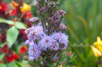 Liatris ligulistylis Liatris ligulistylis (8047_0.jpg)
