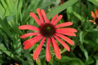 Echinacea 'Julia' (8273_0.jpg)
