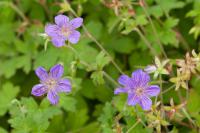 Geranium wlassovianum 'Crûg Farm' Geranium wlassovianum 'Crûg Farm' (8298_0.jpg)