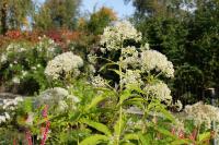 Eupatorium maculatum 'Ton ter Linden' Eupatorium maculatum 'Ton ter Linden' (8464_0.jpg)