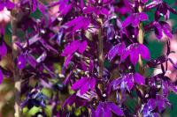 Lobelia 'Hadspen Purple' (8620_0.jpg)