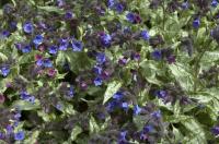 Pulmonaria longifolia 'Diana Clare' (8629_0.jpg)