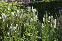 Sanguisorba canadensis (8636_0.jpg)