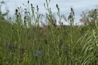 Sanguisorba 'Cangshan Cranberry' (8637_0.jpg)