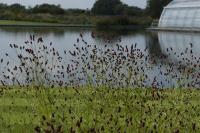 Sanguisorba officinalis 'Red Thunder' (8639_0.jpg)