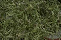Chasmanthium latifolium 'River Mist' (8855_0.jpg)