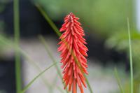 Kniphofia 'Nancy's Red' Kniphofia 'Nancy's Red' (8919_0.jpg)