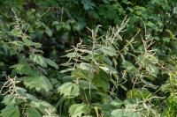 Boehmeria platanifolia (8975_0.jpg)