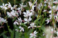 Gaura lindheimeri 'Whirling Butterflies' Gaura lindheimeri 'Whirling Butterflies' (9094_0.jpg)