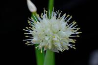 Allium fistulosum Allium fistulosum (9168_0.jpg)