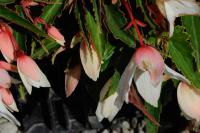 Begonia boliviensis 'Groovy White' (9209_0.jpg)
