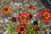 Helenium 'Salsa' Helenium 'Salsa' (9252_0.jpg)