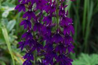 Lobelia 'Tania' Lobelia 'Tania' (9317_0.jpg)