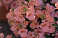 Diascia 'Giga Salmon' Diascia 'Giga Salmon' (9320_0.jpg)