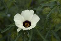Hibiscus trionum (9409_0.jpg)