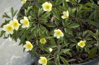 Anemone x lipsiensis 'Seemannii' (9488_0.jpg)