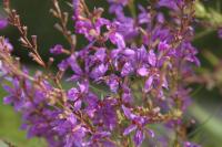 Lythrum virgatum (9600_0.jpg)