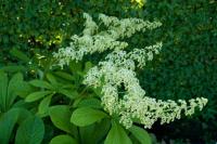 Rodgersia pinnata 'Alba' (9608_0.jpg)