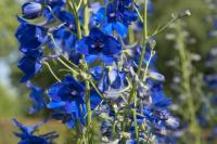 Delphinium 'Völkerfrieden' (9687_0.jpg)