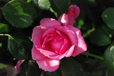 Rosa 'BANTRY BAY' (100078_1.jpg)