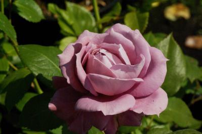 Rosa 'NOVALIS' (100340_0.jpg)