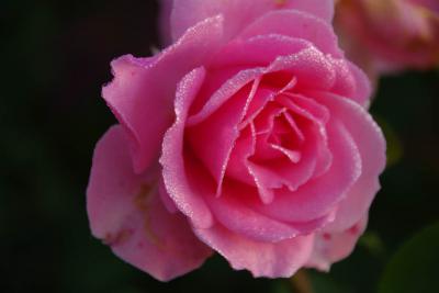 Rosa 'YOU'RE BEAUTIFUL' (100353_0.jpg)