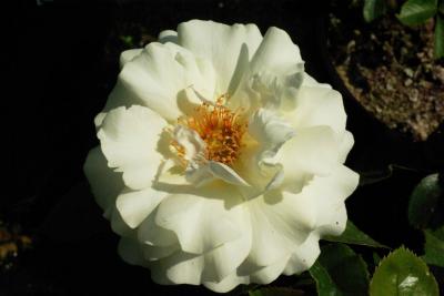Rosa 'WHITE MEILOVE' (100382_0.jpg)