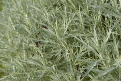 Artemisia ludoviciana 'Silver Queen' (100_0.jpg)