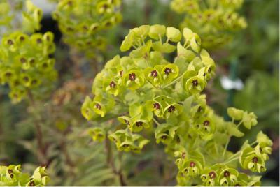 Euphorbia x martinii (1289_0.jpg)