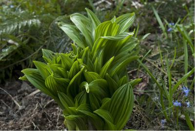 Veratrum nigrum Veratrum nigrum (1586_0.jpg)