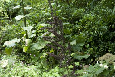 Veratrum nigrum Veratrum nigrum (1586_2.jpg)