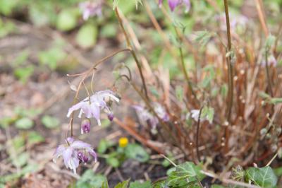 Epimedium  grandiflorum 'Lilac Seedling' (2182_0.jpg)