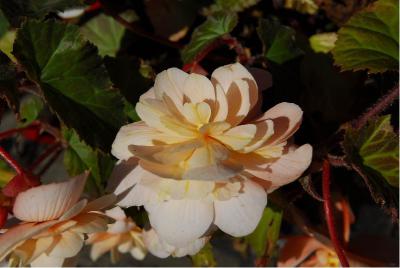 Begonia 'Illumination White' (2873_1.jpg)