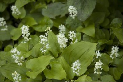 Maianthemum bifolium (3693_0.jpg)