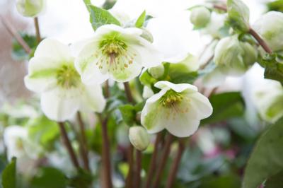 Helleborus 'Molly's White' Helleborus 'Molly's White' (7479_0.jpg)