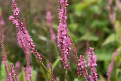 Persicaria amplexicaulis 'September Spires' (7869_0.jpg)