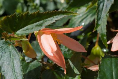 Begonia 'Summerwings Apricot Improved' (8052_0.jpg)