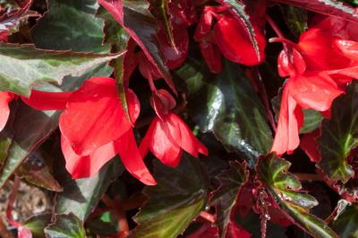 Begonia 'Summerwings Dark Elegance' (8053_0.jpg)