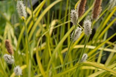 Carex elata 'Aurea' (8581_0.jpg)