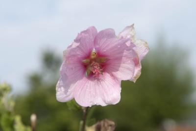Lavatera 'Barnsley' (8618_0.jpg)