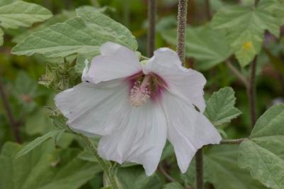 Lavatera 'Silver Barnsley' (8619_0.jpg)