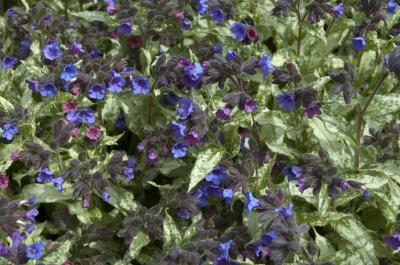 Pulmonaria longifolia 'Diana Clare' (8629_0.jpg)